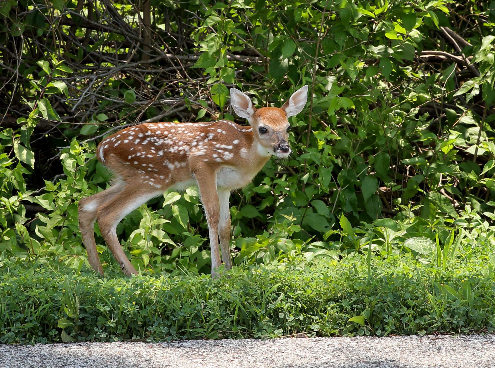 Deer on a roadside